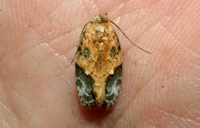 Figura 4. Adulto de <i>Chlamydastis arenaria</i> (Depressariidae).Voucher: 09-SRNP-4312-DHJ467766.jpg.