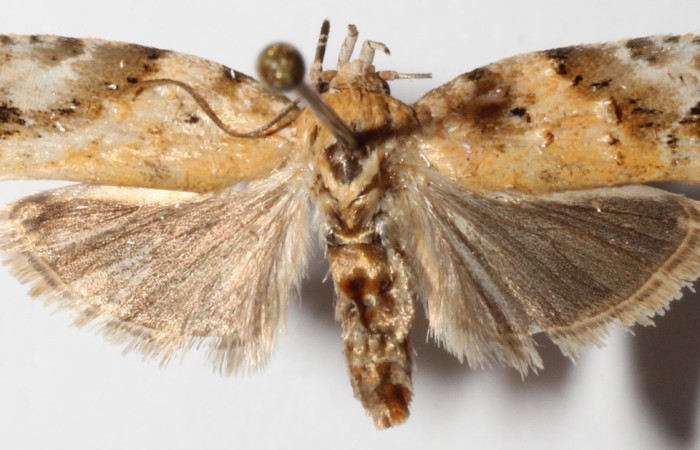 Figura 5. Adulto de <i>Chlamydastis arenaria</i> (Depressariidae).Voucher:13-SRNP-2836-DHJ592954.