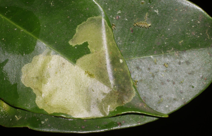 Figura 1. Casa de <i>Chlamydastis arenaria</i> (Depressariidae) en <i>Chrysophyllum brenesii</i> (Sapotaceae). Voucher: 18-SRNP-1647-DHJ705367.jpg.