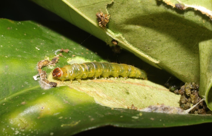 Figura 2. Larva de <i>Chlamydastis arenaria</i> (Depressariidae). Voucher: 18-SRNP-1647-DHJ705370.jpg.