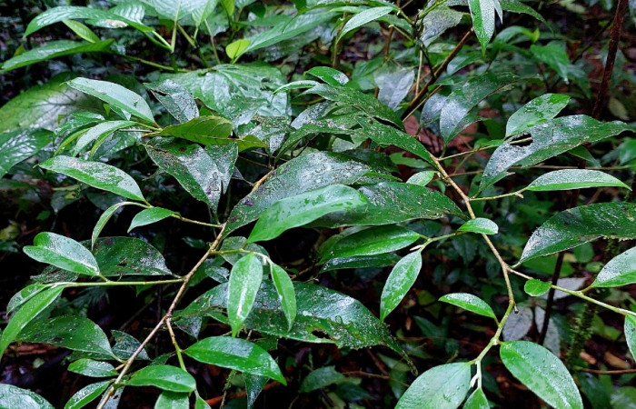 Figura 8. Hojas de  <i>Chrysophyllum brenesii</i> (Sapotaceae), creciendo en sotobosque de San Gerardo.