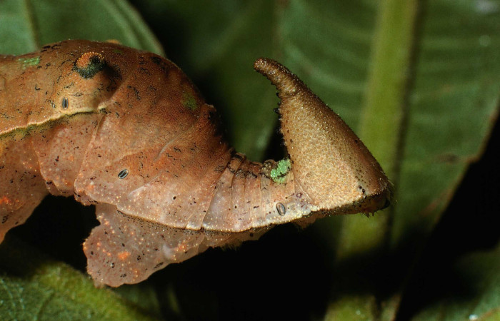 Figura 10. <i>Prepona</i> laertesDHJ03 (Nymphalidae), de la cabeza, tórax vista lateral. Voucher. 03- SRNP-10378-DHJ77836.
