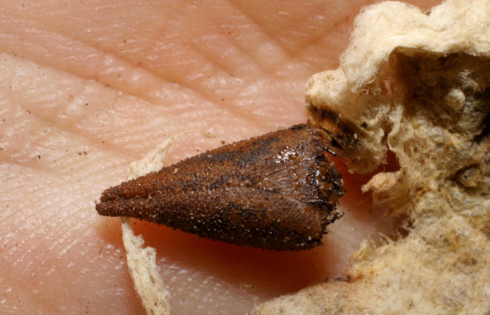 Figura 11. Restos de capullos de <i>Cotesia</i> Whitfield06, parásitos puestos en <i>Prepona</i> laertesDHJ03 (Nymphalidae). Voucher. 05-SRNP-385-DHJ429539.