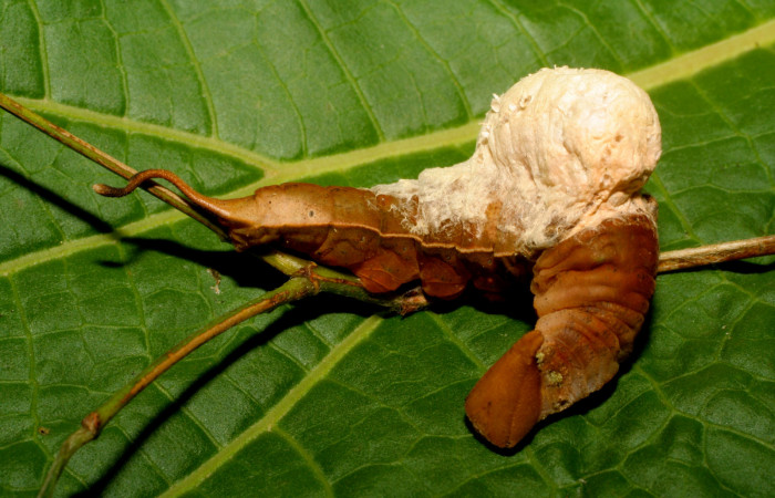 Figura 12. Larva de <i>Prepona</i> laertesDHJ03 (Nymphalidae), con capullo encima de parásitos <i>Cotesia</i> Whitfield06 .Voucher 09-SRNP-65719-DHJ460668.