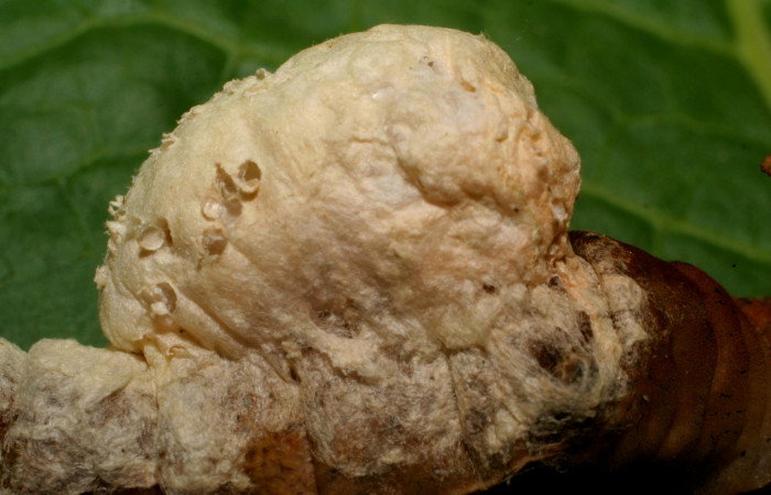 Figura 13. Capullo de <i>Cotesia</i> Whitfield06, parásito en larva <i>Prepona</i> laertesDHJ03 (Nymphalidae). 09- SRNP-65719-DHJ460671.