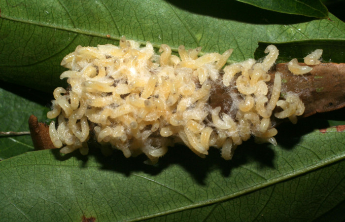 Figura 15. Larvitas de parásitos<i>Cotesia</i> Whitfield06, sobre restos de <i>Prepona</i> laertesDHJ03 (Nymphalidae). Voucher 11- SRNP-67090-DHJ483510.