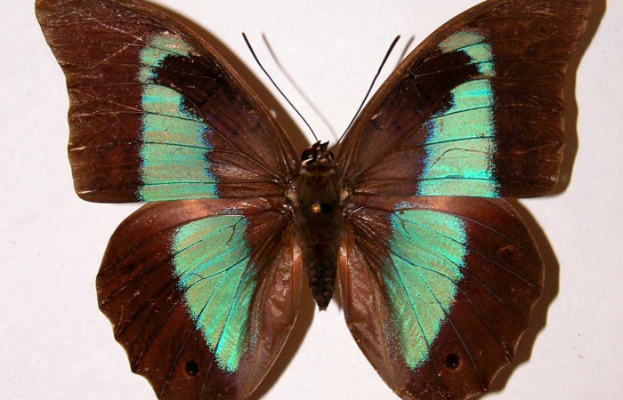 Figura 17. Adulto de <i>Prepona</i> laertesDHJ03 (Nymphalidae). Vista dorsal. Voucher, 93-SRNP-2713-DHJ39020.