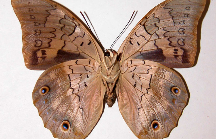 Figura 18.Adulto de <i>Prepona</i> laertesDHJ03 (Nymphalidae). Vista ventral. Voucher, 93-SRNP-2713-DHJ39021.