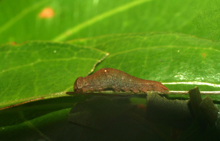 Figura 1. <i>Prepona</i> laertes DHJ03. (Nymphalidae). Vista lateral. Voucher. 14- SRNP-65034-DHJ488062.