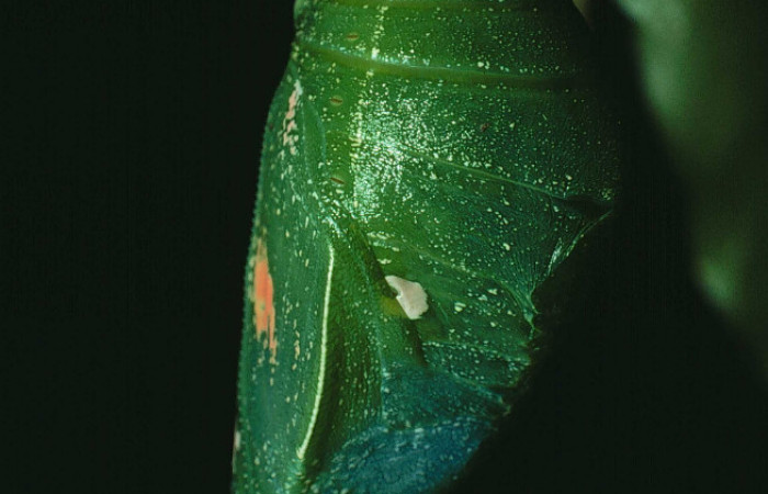 Figura 20.Pupa de <i>Prepona</i> laertesDHJ03 (Nymphalidae). Voucher, 82-SRNP-495- DHJ4252.