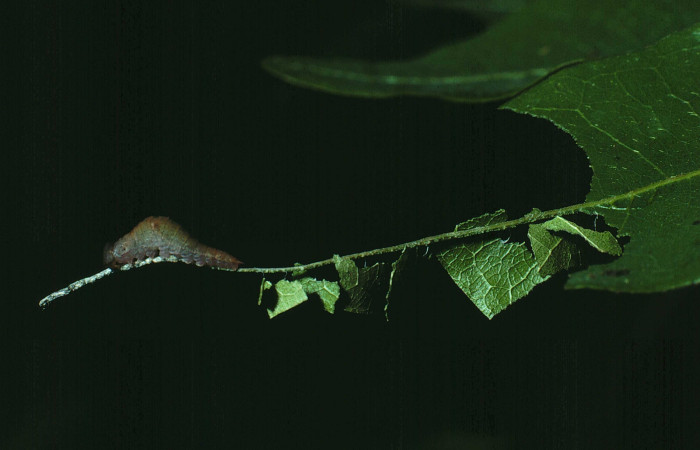 Figura 21. <i>Prepona demodice</i> (Nymphalidae). Vista lateral. Voucher 85- SRNP-118-DHJ8902.