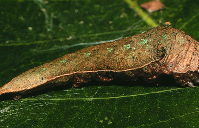 Figura 22. <i>Prepona demodice</i> (Nymphalidae). Vista lateral. Voucher 99-SRNP-11791- DHJ51632.