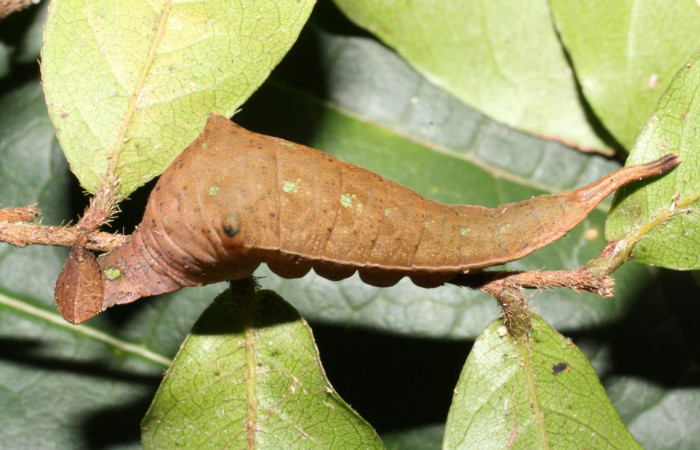 Figura 23. <i>Prepona demodice</i> (Nymphalidae). Vista lateral. Voucher 12-SRNP-22003- DHJ493359.