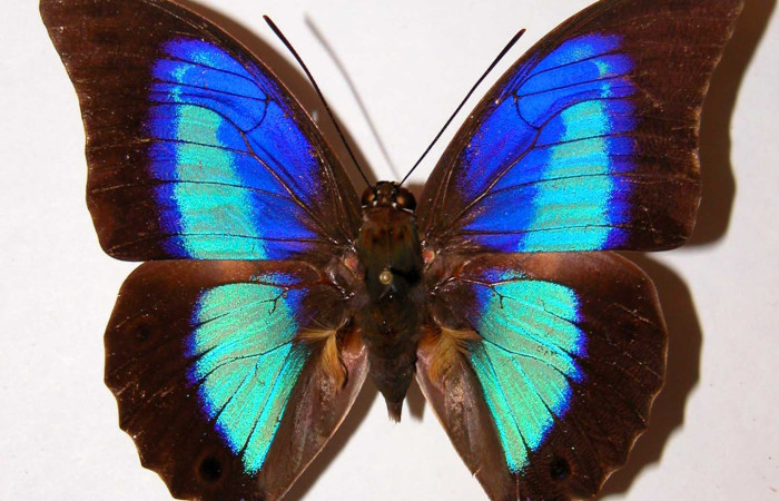 Figura 25.Adulto de <i>Prepona</i> laertesDHJ03 (Nymphalidae). Vista dorsal Voucher, 86- SRNP-373-DHJ39022.