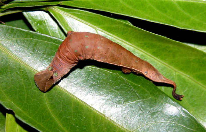 Figura 6. <i>Prepona</i> laertesDHJ03 (Nymphalidae, PU estadio. Vista lateral. Voucher 03-SRNP-1747- DHJ400051.