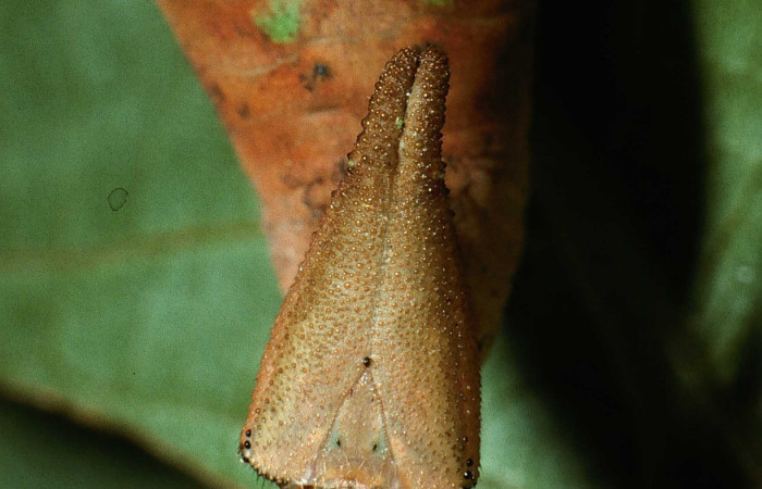 Figura 9. <i>Prepona</i> laertesDHJ03 (Nymphalidae). Vista frontal. Voucher 03-SRNP-10378-DHJ77834.