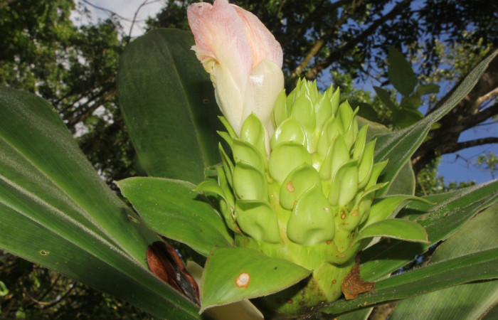 Figura. 10 Flor con cáliz , <i>Costus malortieanus</i>, (Costaceae). Area de Conservación Guanacaste. Sector Rincón Rain Forest. Selva, (elevación 410 metros), colectada el 17 de noviembre 2023. Foto, Jorge Hernández.