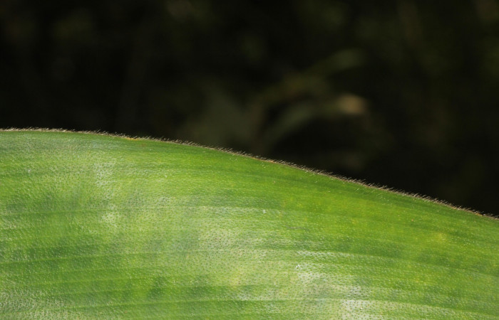 Figura. 5 Margen, <i>Costus malortieanus</i>, (Costaceae). Area de Conservación Guanacaste. Sector Rincón Rain Forest. Selva, (elevación 410 metros), colectada el 17 de noviembre 2023. Foto, Jorge Hernández.