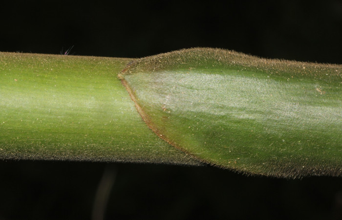 Figura. 6 Posición tallo, <i>Costus malortieanus</i>, (Costaceae). Area de Conservación Guanacaste. Sector Rincón Rain Forest. Selva, (elevación 410 metros), colectada el 17 de noviembre 2023. Foto, Jorge Hernández.