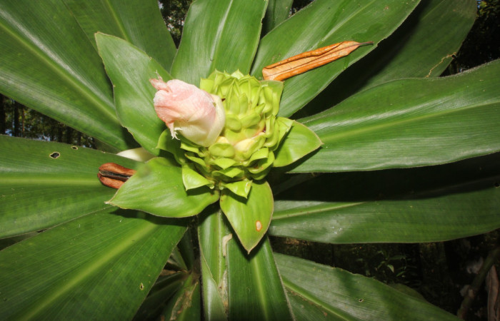 Figura. 7 Flor de frente, <i>Costus malortieanus</i>, (Costaceae). Area de Conservación Guanacaste. Sector Rincón Rain Forest. Selva, (elevación 410 metros), colectada el 17 de noviembre 2023. Foto, Jorge Hernández.