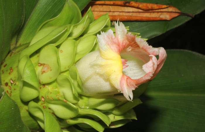 Figura. 8 Flor de frente, <i>Costus malortieanus</i>, (Costaceae). Area de Conservación Guanacaste. Sector Rincón Rain Forest. Selva, (elevación 410 metros), colectada el 17 de noviembre 2023. Foto, Jorge Hernández.