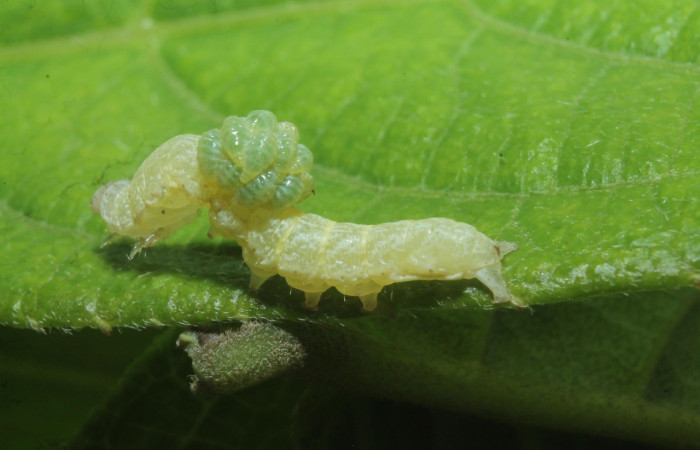 Figura 11. Larvas de parásitos, puestos en larva <i>Euplectrus mikesharkeyi</i> de la familia (Eulophidae), puestos en la larva <i>Perigea berinda</i>. (18-SRNP-45675-DHJ718812.jpg).