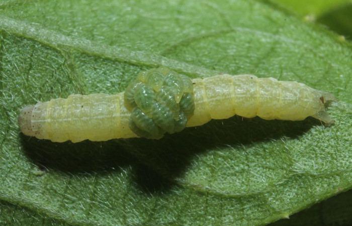 Figura 12. Larvas de parasitos, <i> Euplectrus mikesharkeyi</i> de la familia (Eulophidae), puestos en la larva <i>Perigea berinda</i>. (18-SRNP-45675-DHJ718814.jpg).
