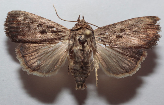 Figura 14. Adulto <i>Perigea berinda</i> (Noctuidae), posición vista dorsal. (21-SRNP-81722-DHJ735599).