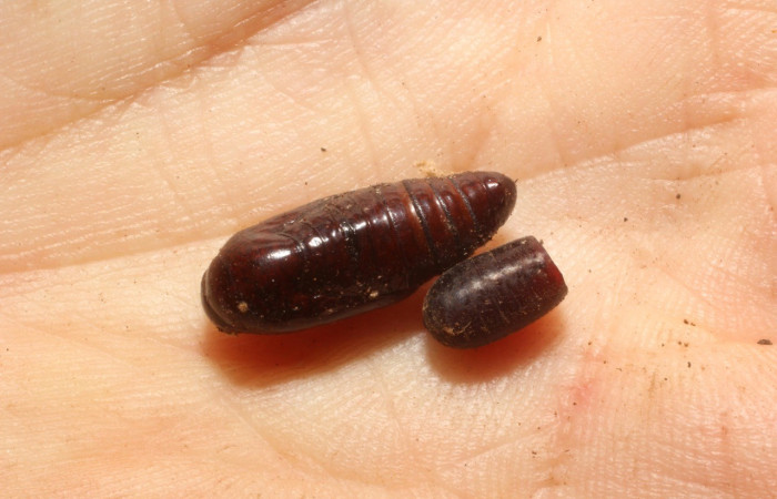 Figura 17. Pupario de parásito <i>Houghia</i> Wood03bDHJ06 (Tachinidae),parásito en la larva <i>Perigea agnonia</i>, en la planta <i>Mikania cordifolia</i> (Asteraceae). (11-SRNP-65448-DHJ804456.jpg).