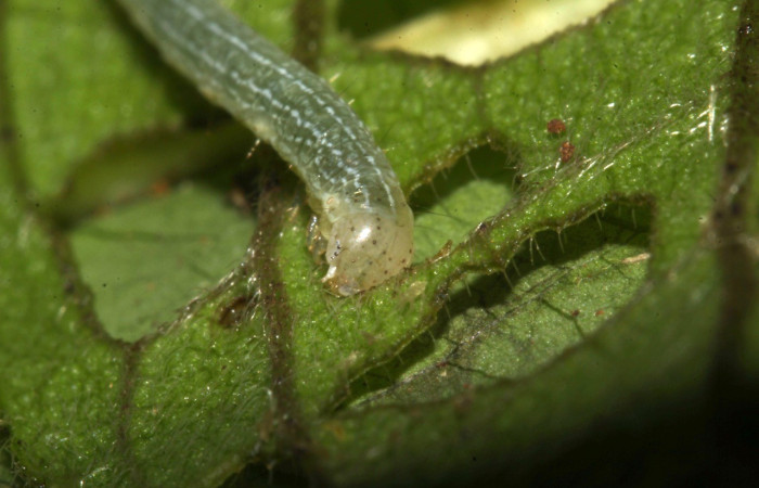 Figura 2. Cabeza PPU estadio. <i>Perigea berinda</i>, (Noctuidae), en la planta <i>Lepidaploa tortuosa</i> (Asteraceae). Sector Pitilla, Ingas (elevación 580 metros), colectada 5 julio 2017. (17-SRNP-31755-DHJ739497.jpg).