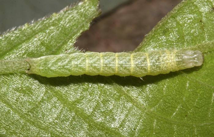 Figura 3. Dorsal entero PU estadio. <i>Perigea berinda</i>, (Noctuidae), en la planta <i>Lepidaploa tortuosa</i> (Asteraceae). Sector Pitilla, Ingas (elevación 580 metros), colectada 5 julio 2017. (17-SRNP-31755-DHJ739594.jpg).