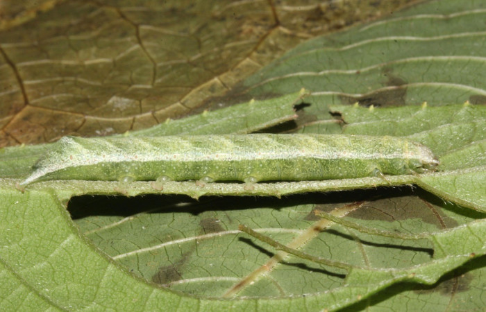 Figura 7. Lateral entero U estadio. <i>Perigea berinda</i>, (Noctuidae), en la planta <i>Lepidaploa tortuosa</i> (Asteraceae). Sector Pitilla, Loaiciga (elevación 455 metros), colectada 26 julio 2017. (17-SRNP-32014-DHJ739989.jpg).