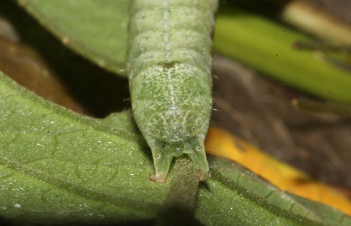 Figura 9. Parte posterior U estadio. <i>Perigea berinda</i>, (Noctuidae), en la planta <i>Lepidaploa tortuosa</i> (Asteraceae). Sector Pitilla, Loaiciga (elevación 455 metros), colectada 26 julio 2017. (17-SRNP-32014-DHJ739994.jpg).