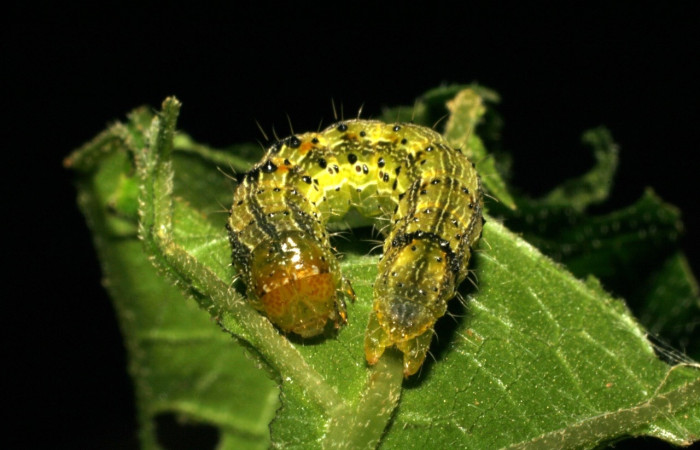 Fig 2. Larva <i>Chloridea virescens</i> en ultimo estadio mide 30 mm largo sitio. La Perla  Voucher 05-SRNP-59272-DHJ408555.jpg