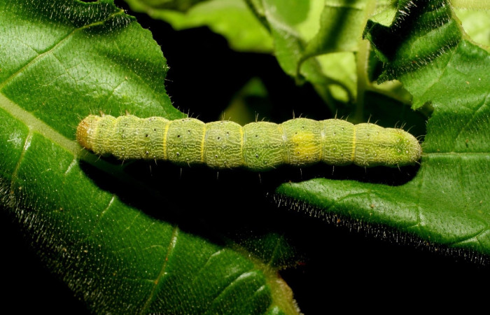 Fig 3. Larva <i>Chloridea virescens</i> en ultimo estadio mide 38 mm largo sitio. Santa Rosa  Voucher 06-SRNP-17212-DHJ411529.jpg
