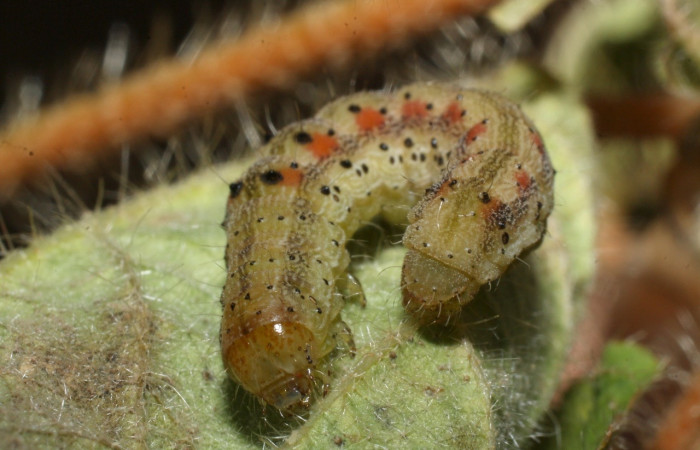 Fig 6. Larva <i>Chloridea virescens</i> en ultimo estadio mide 23 mm largo sitio. Los almendro.   Voucher 14-SRNP-20851-DHJ710216.jpg