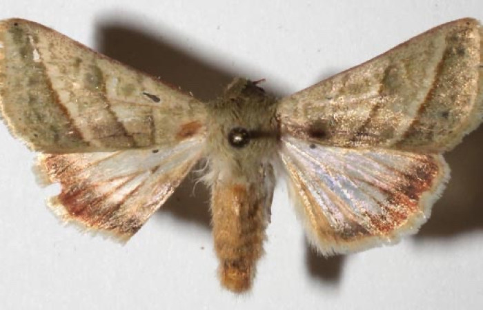 Fig 4. Adulto <i>Chloridea virescens</i> familia  Noctuidae, vista dorsal en alas abiertas mide 31 mm.   voucher 18-SRNP-26399-DHJ942034