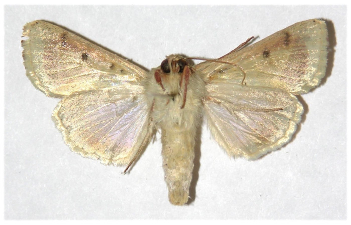 Fig 10. Adulto <i>Chloridea virescens</i> familia  Noctuidae, vista dorsal en alas abiertas mide 34 mm.   voucher 97-SRNP-9610-DHJ317695