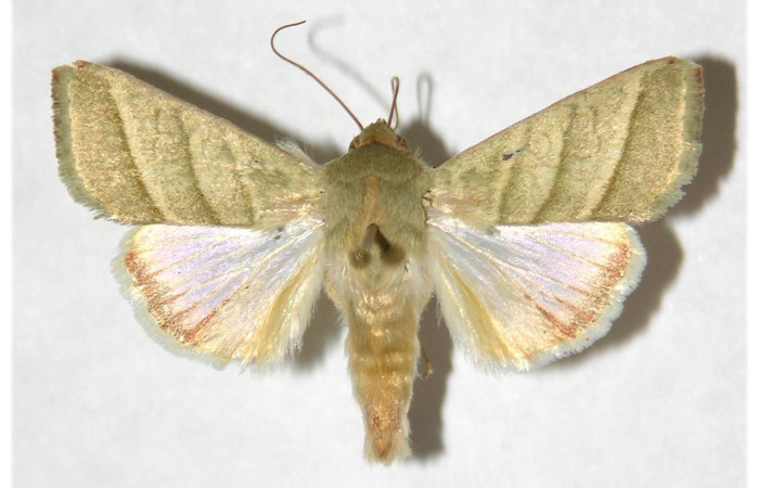 Fig 11. Adulto <i>Chloridea virescens</i> familia  Noctuidae, vista dorsal en alas abiertas mide 31 mm.   voucher 97-SRNP-9611-DHJ317696