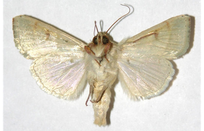 Fig 12.  Adulto <i>Chloridea virescens</i> familia  Noctuidae, vista ventral en alas abiertas mide 31 mm.   voucher 97-SRNP-9611-DHJ317697