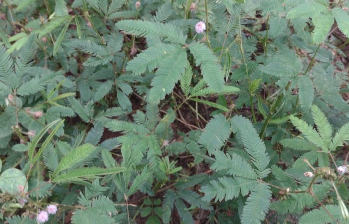 Fig 8. Sida rhombifolia planta hospedera de larva <i>Chloridea virescens</i> (Noctuidae), especie de planta que crece y se extiende en potreros, callejones, foto tomada en Estación Llanura por Cirilo Umaña  01/06/2024  
