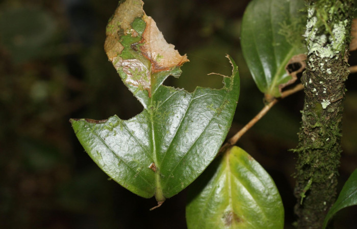 Fig. 3. <i>Cecrita</i> peraltaDHJ01 (Notodontidae), en tercer estadío, alimentándose y queda en el margen donde se alimenta para pasar desapersivido por algún depredador. Area de Conservación Guanacaste, Sactor Pitilla, Sendero Nacho. (16-SRNP-30051-DHJ729171.jpg).