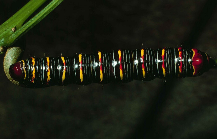 Fig. 8. <i>Didugua argentilinea</i> (Notodontidae), larva último estadío. Area de Conservación Guanacaste, Sector Cacao, Estación Biológica Cacao. (99-SRNP-1186-DHJ50571.jpg).