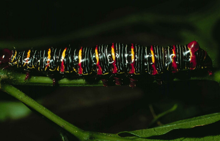 Fig. 7. <i>Didugua argentilinea</i> (Notodontidae), larva último estadío. Area de Conservación Guanacaste, Sector Cacao, Estación Biológica Cacao. (99-SRNP-1186-DHJ50572.jpg).