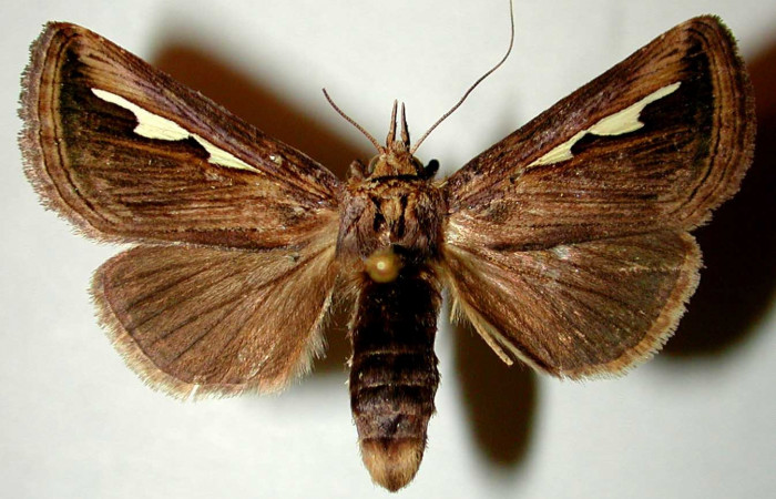 Fig. 9. <i>Didugua argentilinea</i> (Notodontidae), hembra adulto, vista dorsal. Area de Conservación Guanacaste, Sector San Cristóbal, Sendero Pinyal. (99-SRNP-4726-DHJ32400).