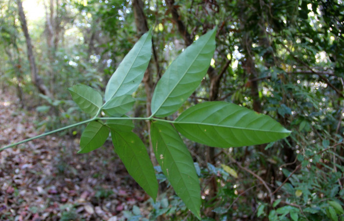 Fig. 12. Envés o cara inferior de <i>Serjania atrolineata</i> familia Sapindaceae, planta hospedera de <i>Didugua argentilinea</i> (Notodontidae). Area de Conservación Guanacaste, Serctor Santa Rosa, Bosque Húmedo. Foto Parataxónoma Dunia Garcia 02/20/2019