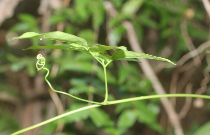 Fig. 13. <i>Serjania atrolineata</i> familia Sapindaceae, hoja con zarsillo muy visible, planta hospedera de <i>Didugua argentilinea</i> (Notodontidae). Area de Conservación Guanacaste, Serctor Santa Rosa, Bosque Húmedo. Foto Parataxónoma Dunia Garcia 02/20/2019