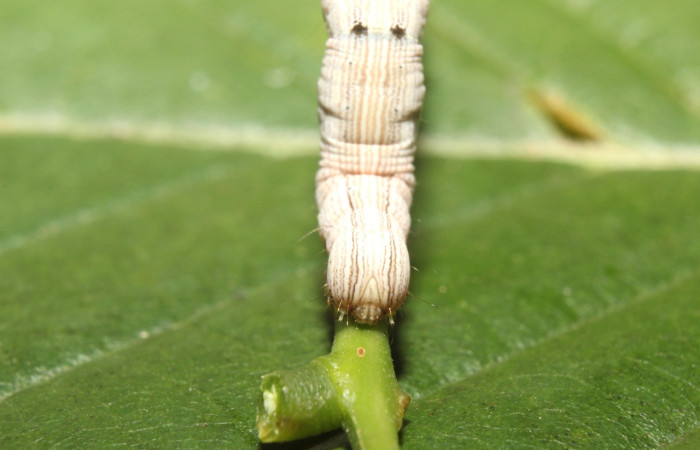 Figura 4 Larva <i>Ptichodis immunis</i> (Erebidae), en último estadío (U), vista cabeza de frente, localidad Medrano, Estación Biológica Quica Sector Pitilla ACG (380m). Voucher:17-SRNP-70962-DHJ737498.jpg
