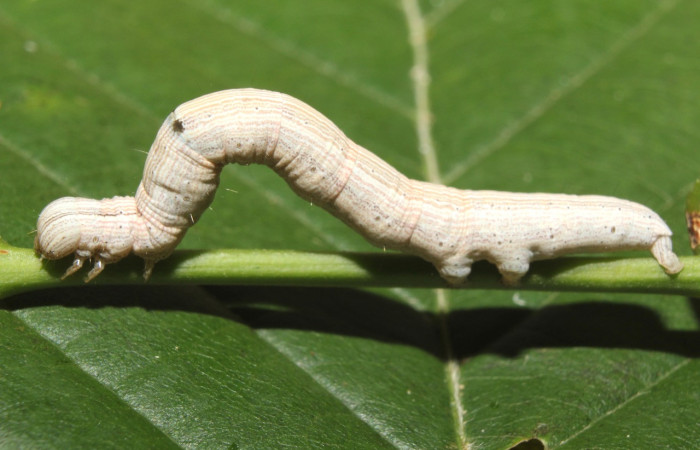 Figura 2 Larva <i>Ptichodis immunis</i> (Erebidae), en último estadío (U), vista lateral, localidad Medrano, Estación Biológica Quica Sector Pitilla ACG (380m). Voucher: 17-SRNP-70962-DHJ737500.jpg
