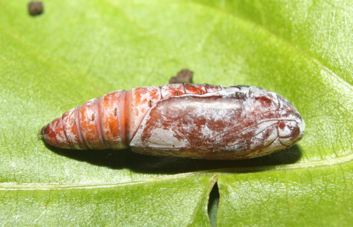 Figura 8. Pupa de <i>Ptichodis immunis</i> (Erebidae), vista dorsal, localidad Medrano, Estación Biológica Quica Sector Pitilla ACG (380m). Voucher: 17-SRNP-70962-DHJ737505.jpg.